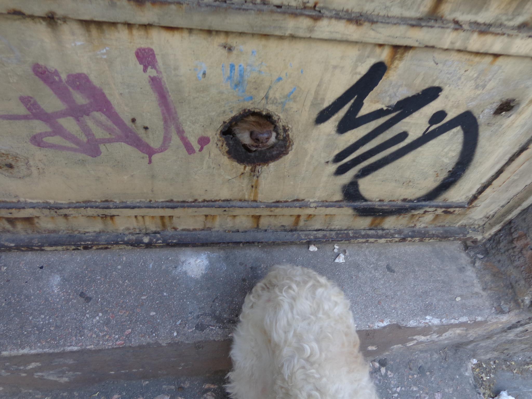 Έχουν εγκαταλείψει τον σκύλο εδώ και χρόνια στο ετοιμόρροπο σπίτι στο Παγκράτι 1 266345 523295434352106 1980621683 o