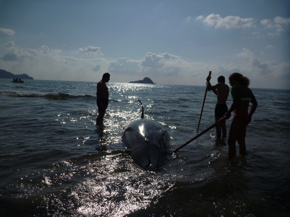 falaineszifioiKerkyra%20(3)