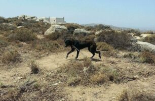 Καταδικάστηκε και από το Εφετείο η γυναίκα που για χρόνια κακοποιούσε μέχρι θανάτου σκυλιά στη Μύκονο (βίντεο)