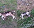 Δύο σκυλιά νεκρά από φόλες στην Κονταριώτισσα Πιερίας
