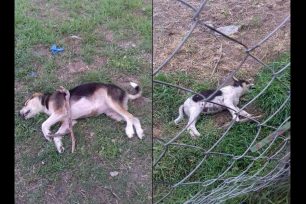 Δύο σκυλιά νεκρά από φόλες στην Κονταριώτισσα Πιερίας