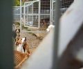 Τόπος μαρτυρίου για τα ζώα το Δημοτικό Κυνοκομείο Φλώρινας (βίντεο)