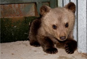 Τρίκαλα: Βρέθηκε άλλο ένα ορφανό αρκουδάκι στα Λιβάδια Περτουλίου