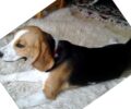 Άρπαξαν τον σκύλο (Beagle) που κάνει παρέα στο παιδί τους από την Φιλοθέη Ηρακλείου Κρήτης