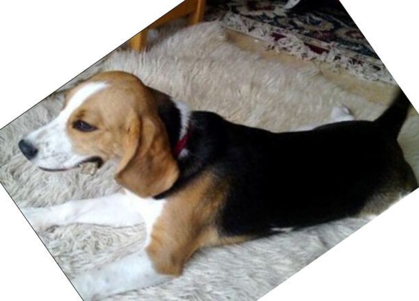 Άρπαξαν τον σκύλο (Beagle) που κάνει παρέα στο παιδί τους από την Φιλοθέη Ηρακλείου Κρήτης