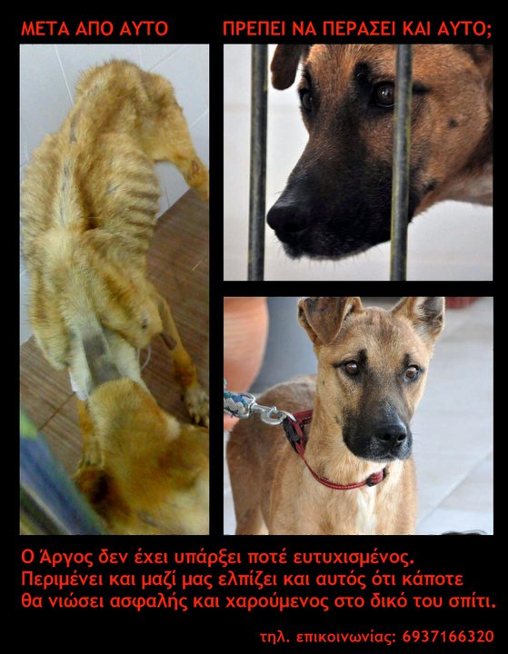 Κανείς δεν ενδιαφέρεται για τον σκύλο που βασανίστηκε από τους... δικούς του στην Ανάβυσσο Αττικής 1 Anavyssos2010 9