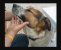 Βοηθήστε τους να σώσουν τον άρρωστο σκύλο που βρήκαν στα Γιάννενα