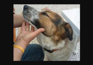 Βοηθήστε τους να σώσουν τον άρρωστο σκύλο που βρήκαν στα Γιάννενα