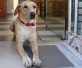 Η ιστορία του Μπεζ σκύλου απ' τη Χίο