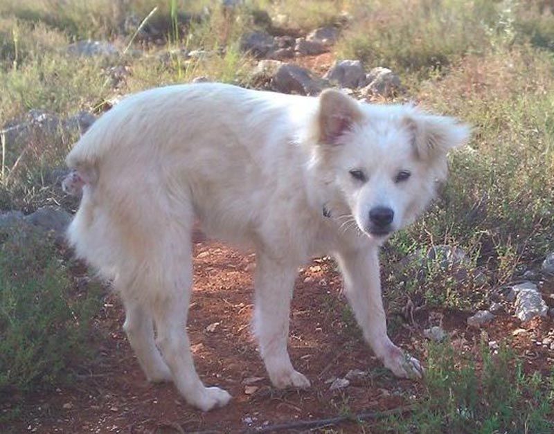 Σκύλος στον Άγιο Νικήτα Λευκάδας επιτίθεται στην ουρά του εξαιτίας του σοκ & χρειάζεται βοήθεια