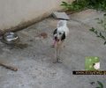Βοηθήστε τον να φροντίσει το σκελετωμένο σκυλί που βρήκε στα Λιόσια Αττικής