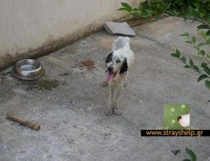 Βοηθήστε τον να φροντίσει το σκελετωμένο σκυλί που βρήκε στα Λιόσια Αττικής