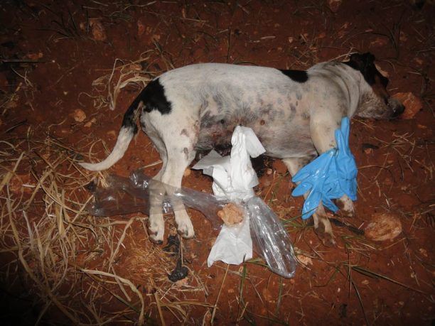 Χανιά: Η Αστυνομία δεν ήθελε να παραλάβει το ντοκουμέντο που έδειχνε τον δολοφόνο των ζώων