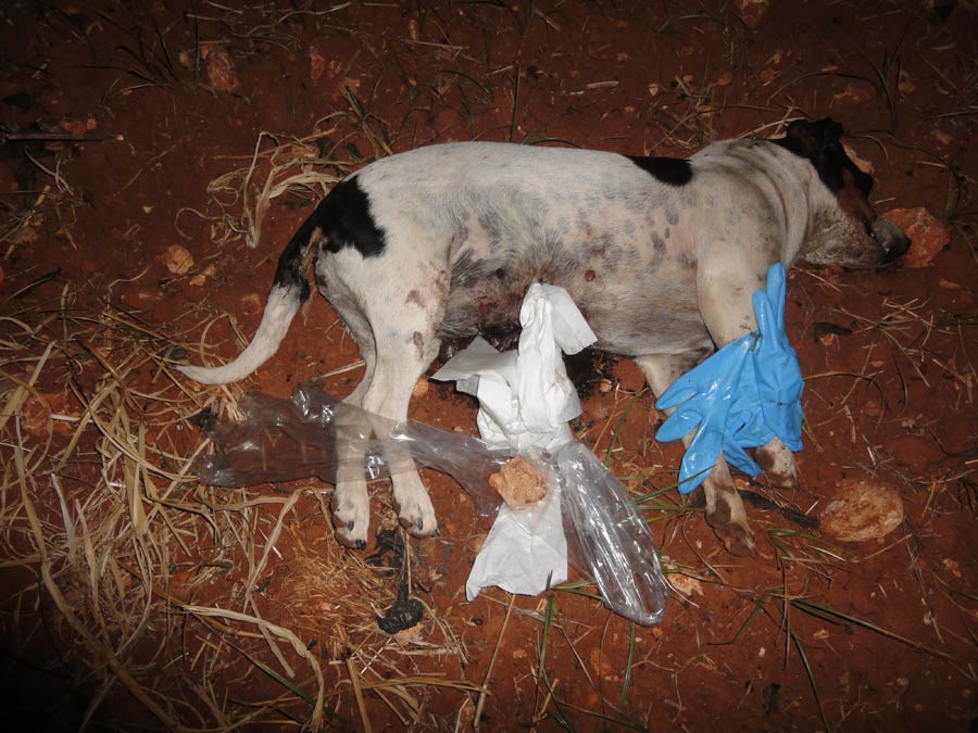 Χανιά: Η Αστυνομία δεν ήθελε να παραλάβει το ντοκουμέντο που έδειχνε τον δολοφόνο των ζώων