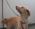 Έσπασε με κλωτσιά τη γνάθο του σκύλου στο χωριό Νεροφράχτης Δράμας