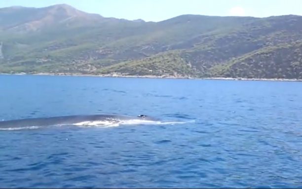 Η περιέργεια μας μπορεί να στοιχίσει τη ζωή της φάλαινας που εντοπίστηκε στο Πόρτο Γερμενό (βίντεο)