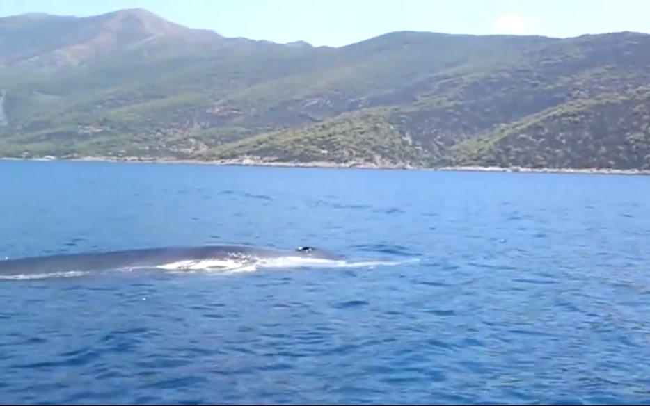 Η περιέργεια μας μπορεί να στοιχίσει τη ζωή της φάλαινας που εντοπίστηκε στο Πόρτο Γερμενό (βίντεο)