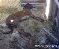 Νεκρός ο γάιδαρος που δηλητηρίασαν με χημικές ουσίες στο Στράνωμα Ναυπακτίας