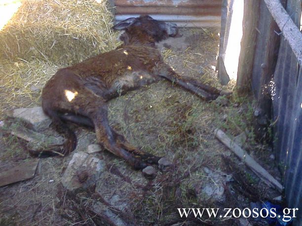 Νεκρός ο γάιδαρος που δηλητηρίασαν με χημικές ουσίες στο Στράνωμα Ναυπακτίας