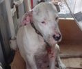 Κατήγγειλαν την κακοποίηση των σκυλιών ράτσας Dogo Argentino που κάποιος παράτησε στο λιμάνι Ηρακλείου Κρήτης