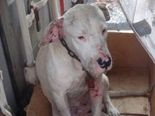 Κατήγγειλαν την κακοποίηση των σκυλιών ράτσας Dogo Argentino που κάποιος παράτησε στο λιμάνι Ηρακλείου Κρήτης