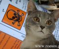 Ρόδος: Δολοφόνος ζώων ζητούσε πιο αποτελεσματική φόλα από το Λανέιτ για να εξοντώσει αδέσποτες γάτες