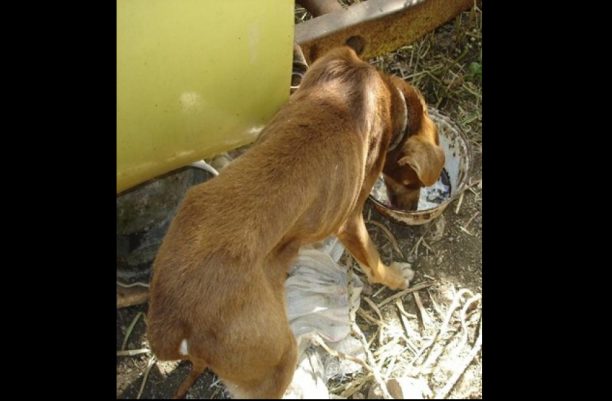 Καταδικάστηκε κτηνοτρόφος της Ικαρίας για την κακοποίηση των σκυλιών του