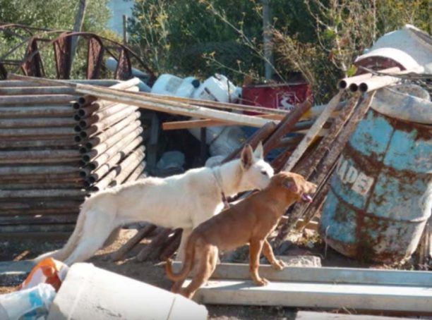 Δικαστήριο του Ηρακλείου Κρήτης επέβαλε την μεγαλύτερη ποινή για κακομεταχείριση ζώων (βίντεο)
