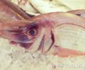 Το Αιγαίο θα χάσει τα ψάρια του! Έρευνα του Ινστιτούτου Θαλάσσιας Προστασίας «ΑΡΧΙΠΕΛΑΓΟΣ»