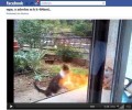 Δύο αδέρφια έκαψαν γάτα και ανέβασαν το βίντεο το Facebook