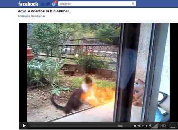 Από χωριό της Λιβαδειάς τα δύο αδέρφια που έκαψαν γάτα και ανέβασαν το βίντεο στο facebook