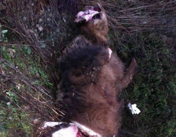 Καστοριά: Σκότωσαν και ακρωτηρίασαν αρκούδα! Κράτησαν για λάφυρα τα μέλη του ζώου!