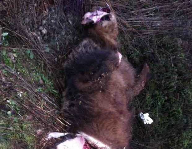 Καστοριά: Σκότωσαν και ακρωτηρίασαν αρκούδα! Κράτησαν για λάφυρα τα μέλη του ζώου!