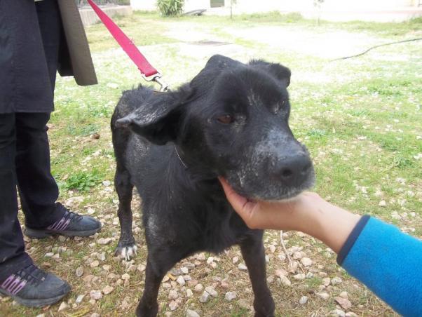 Ο σκύλος Ιπποκράτης, που βρέθηκε άρρωστος στην Πάρνηθα, γιατρεύτηκε και ψάχνει τη δική του οικογένεια!