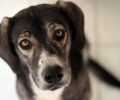 Υιοθετήθηκε - Ο υπέροχος σκύλος που βρέθηκε στο Μαρούσι αναζητά εκείνον στον οποίο θα ανήκει!