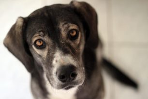 Υιοθετήθηκε - Ο υπέροχος σκύλος που βρέθηκε στο Μαρούσι αναζητά εκείνον στον οποίο θα ανήκει!