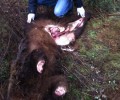 Καστοριά: Επικήρυξαν τον δράστη που σκότωσε και ακρωτηρίασε την αρκούδα