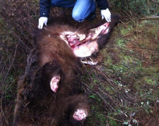 Ζητούν από την Εισαγγελία Καστοριάς να ερευνήσει τον αποτρόπαιο φόνο αρκούδας