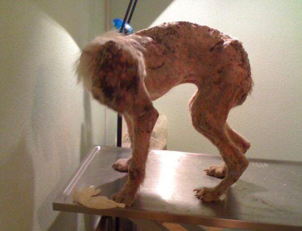 Άρρωστος αδέσποτος σκύλος σα «μούμια» εντοπίστηκε και πάλι στον Ασπρόπυργο