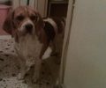 Βρέθηκε θηλυκός σκύλος ράτσας Beagle στον Κορυδαλλό Αττικής