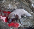 Με καραμπίνα άγνωστος δολοφόνησε φώκια σε βραχονησίδα κοντά στη Ρόδο (βίντεο)