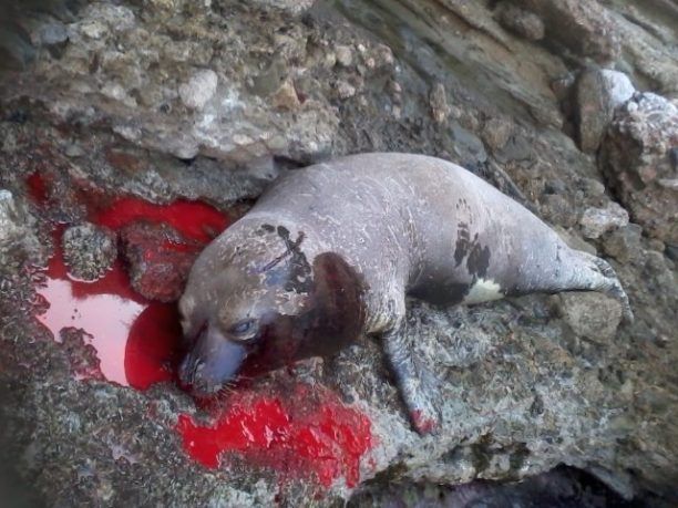 Με καραμπίνα άγνωστος δολοφόνησε φώκια σε βραχονησίδα κοντά στη Ρόδο (βίντεο)