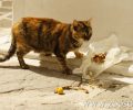 Πάρος: Με φόλες εξοντώνουν τις γάτες των Αγίων Αναργύρων Νάουσας