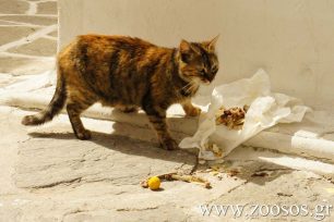 «Ούτε με τα αδέσποτα ζώα τα καταφέρνουμε στην Πάρο»