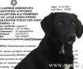 Ελεύθερη και νόμιμη η διακίνηση ζώων συντροφιάς εντός Ελλάδας