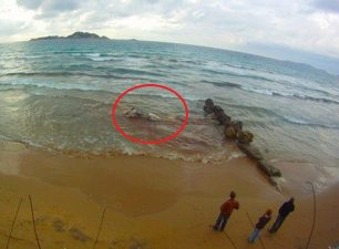 Το ιταλικό πολεμικό ναυτικό αιτία των εκβρασμών φαλαινών στην Κέρκυρα;