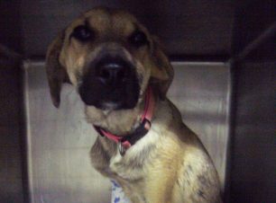 Ελευσίνα: Ο νεαρός σκύλος θα αντέξει τα χειρουργεία χρειάζεται όμως φιλοξενία
