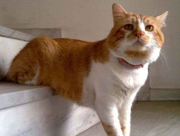 Χαθηκε γάτα από ξενοδοχείο ζώων στον Άγιο Μάμα Χαλκιδικής