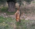 Λουτράκι Κορινθίας: Βρήκε το πτώμα της αλεπούς κρεμασμένο στον φράκτη