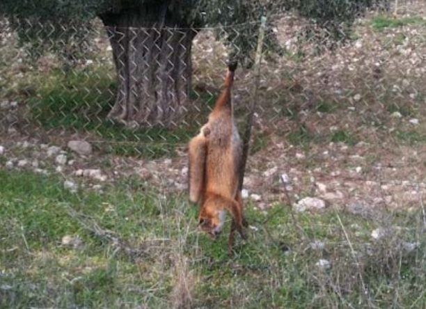Λουτράκι Κορινθίας: Βρήκε το πτώμα της αλεπούς κρεμασμένο στον φράκτη
